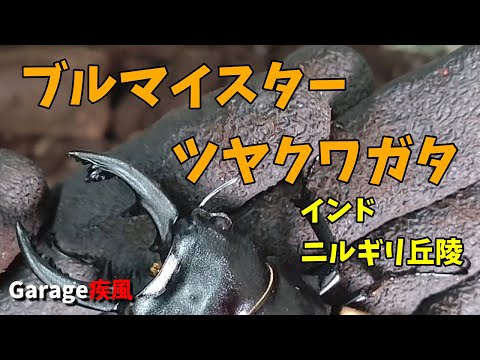 ブルマイスターツヤクワガタ羽化　長歯は出たのか？　#クワガタ