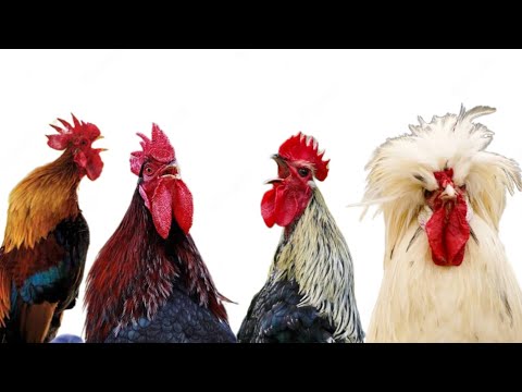 Hane Galer Gallos Cantando Rooster Crowing Sound Effect 2023 - Suara Ayam Berkokok Lucu Con Gà Trống