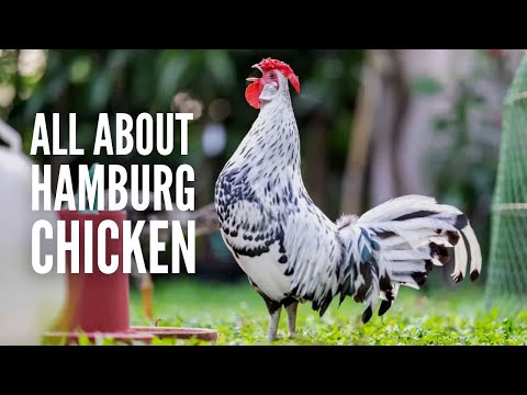 Hamburg Chickens: Everything You Need to Know