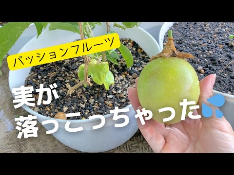 食糧備蓄【家庭菜園】パッションフルーツ収穫