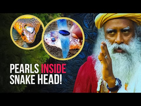 No One Will BELIEVE What Sadhguru EXPLAINED👆🏻About SNAKES!!