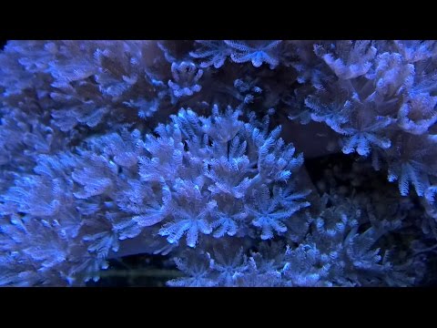 Xenia Coral Care