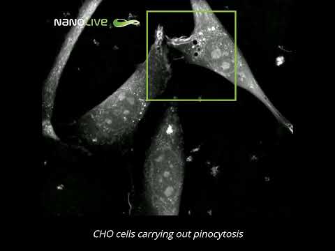 Label free live cell imaging of macropinocytosis