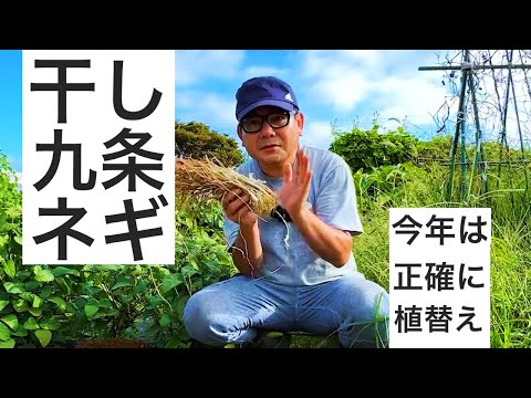 干し九条ネギの植え替え｜今年はメジャーを使って正確なピッチで植え付けしました。