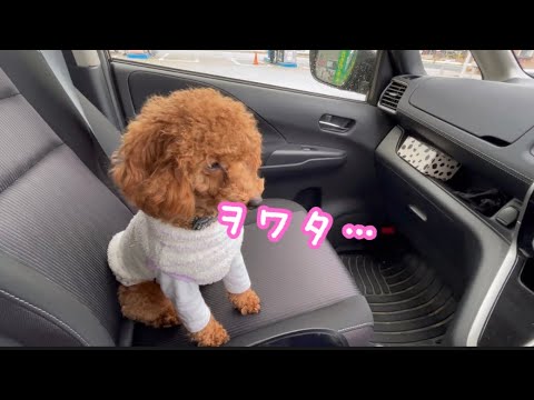 車嫌いの犬をドライブに連れて行ったら【トイプードル】