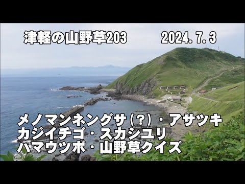 津軽の山野草203(ﾒﾉﾏﾝﾈﾝｸﾞｻ、ｱｻﾂｷ、ｶｼﾞｲﾁｺﾞ、ｽｶｼﾕﾘ、ﾊﾏｳﾂﾎﾞ、山野草ｸｲｽﾞ)