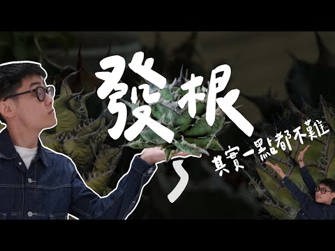 【Agave養龍攻略】收到龍舌蘭後該怎麼做!?發根技巧報你知!! How to Root Agave ?