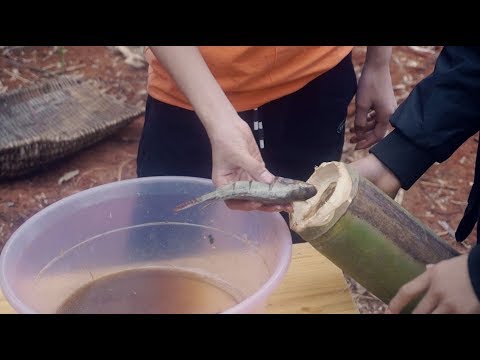 Beer bamboo fish,農村小伙這樣做啤酒竹筒魚,放進土坑一燒,吃完魚肉又喝湯