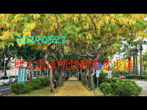 萬ㄟeye台灣20240522興大園道阿勃勒黃金步道   4K