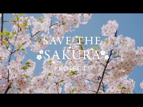 【SAVE THE SAKURA PROJECT】ソメイヨシノを後世に残すためのアクション