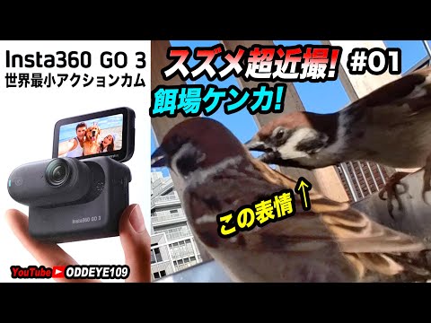 Insta360 GO3 スズメ近撮! リモート仕掛け撮り