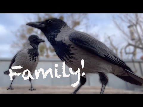 Crow Family Feeding (Story 39)