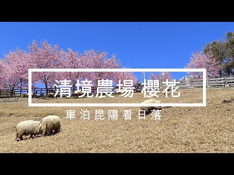 車泊昆陽看日落|清境農場的櫻花與羊咩咩