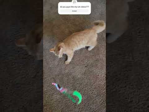 #cat Play Time with kitty #kitty