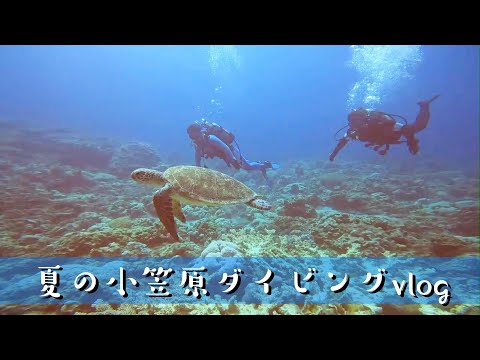 【ダイビングVlog】夏の父島ボニンブルーに潜る！