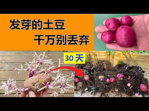 发芽的土豆千万别丢弃。土豆种植要点。  #家庭有机种植。点击CC观看字幕。