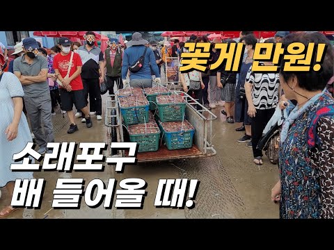 소래포구 난전시장 꽃게 만원! (배 들어오는 시간 맞춰서 가는 방법)