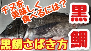 黒鯛（くろだい）のさばき方 - How to filet Black Seabream -チヌを美味しく食べるには？