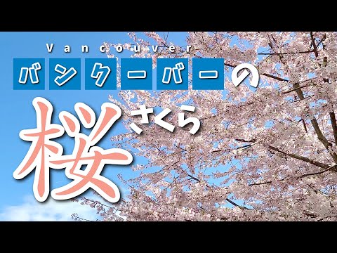 バンクーバーの【桜】を集めました！お散歩気分・ドライブ気分をお楽しみください