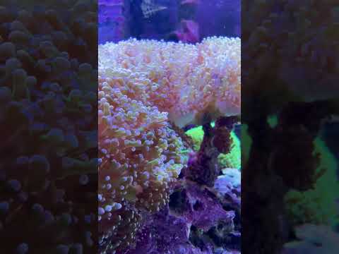 Aquarium MTP #0009 #aquarium #marinetank #reefaquarium #reef #update #tank #fishtank #coralreef