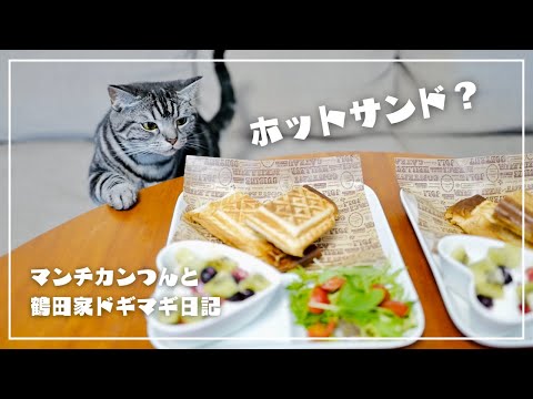 妻との朝食にぐいぐい割り込んでくる猫【猫とおうちごはん】