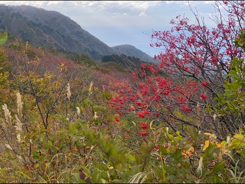 大佐渡スカイライン。日曜日午後、大佐渡スカイラインへ、もうすっかり秋ですね！山の木もきれいに色づいた。白雲台に着いた時、気温4℃、風が強くて震えるほど寒かった！雲が流れていて、時々晴れて、絶景ですね♪