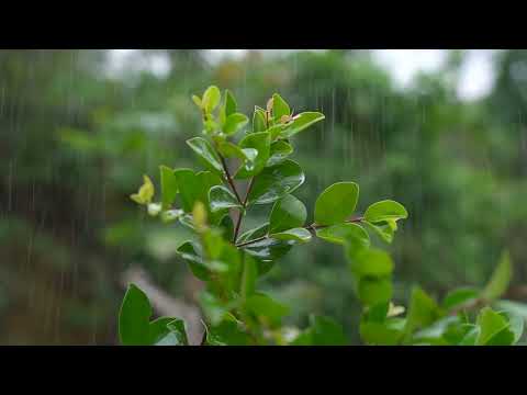 Soft Rain in the Green Forest | Study and Relaxation Aid