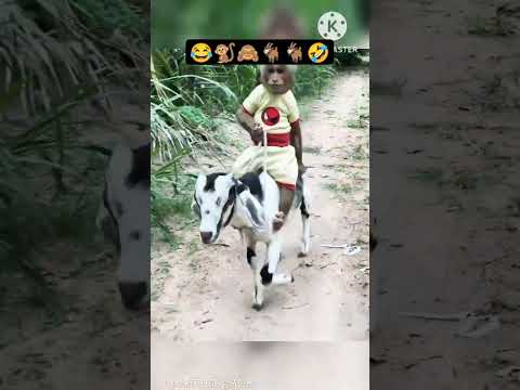 Monkey 🐒 VS Goat 🐐 funny Video 😂😂. #virlshort #terndingshort #monkeylove #monkeyvideo #goat #funny