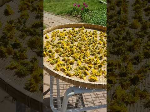 How to make dandelion flower tea