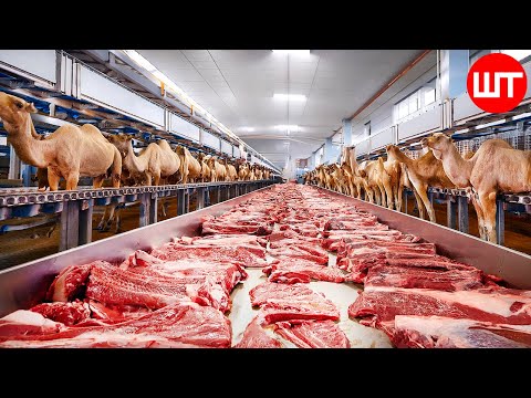 Modern Camel MEAT & CHEESE Processing | Food Factory