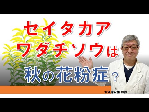 ブタクサ花粉症の人はセイタカアワダチソウにも注意が必要？大久保先生がやさしく解説