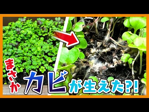 【100均】事件発生！？土にカビが生えました【家庭菜園】