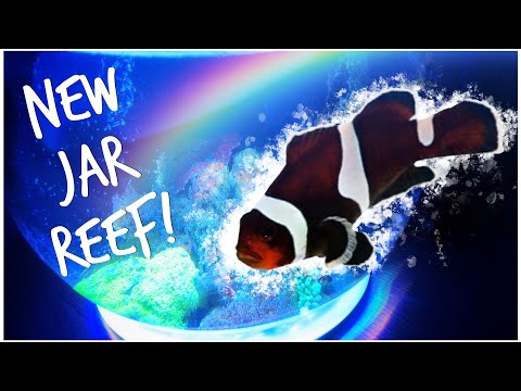 We Set Up a New Mini Reef | Clownfish Bowl | 5 gallon Pico Tank