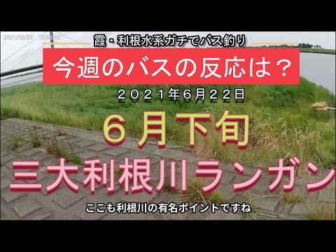 【バス釣り】6月下旬‗今週のバスの反応は？霞ヶ浦・利根川水系‗2021年6月22日+アメリカンルアー‗3大利根川をランガン‗バスをGET