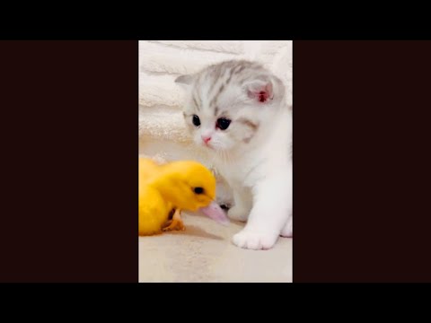 Best of #Funny #cats  #funnypetvideos  #catlovers