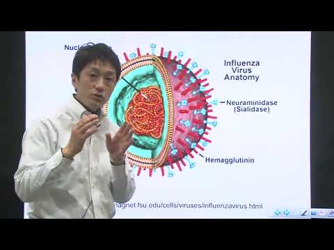 Unit 12 Part 5   Mechanism of Viral Infection