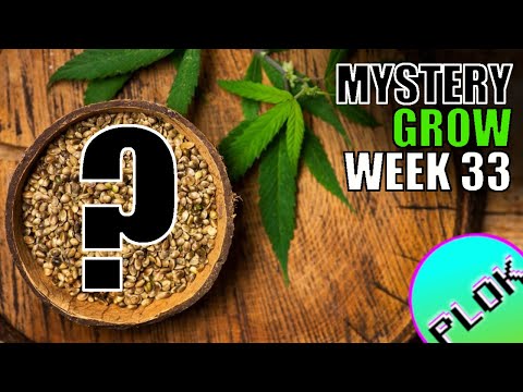 Last Week of Flower & Forced Darkness in the Greenhouse - Mystery Seed Indoor/Outdoor Grow Week 33