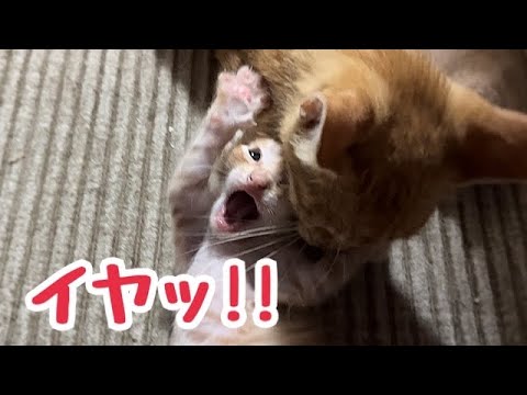 母猫の過剰な毛づくろいに絶叫(？)する子猫と母猫の体調