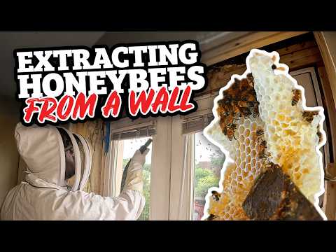 Massive Honeybee Invasion Turns Apartment Into Beehive! | Around Town