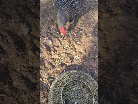 Give those tomato worms to the chickens!🐔🐛  #raisingchicks  #chicken #chickenadvice