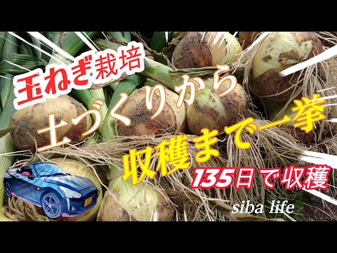 【玉ねぎの 土作りから収穫、一挙】 植付け、追肥、収穫≪コペンで家庭菜園≫ siba life 2024 4 20　#玉ねぎ #収穫 #栽培