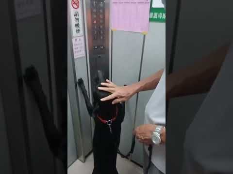 狗狗座電梯 dog lift