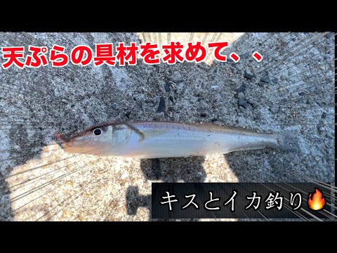 [キス・イカ釣り］天ぷらが食べたくて海に出た結果がこちら❗️