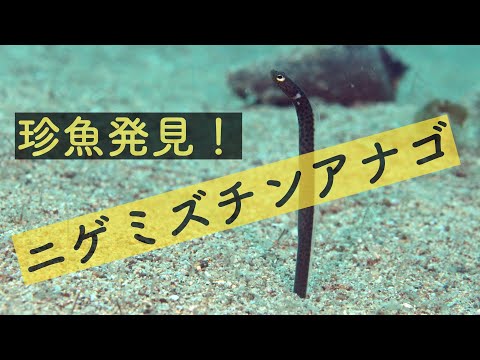 珍魚？意外と地味だけど新種らしいチンアナゴの仲間「ニゲミズチンアナゴ 」