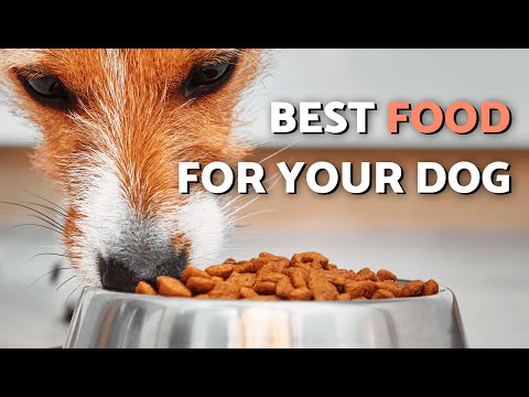 How to CHOOSE the RIGHT DOG FOOD 🐶🥗 Homemade and Commercial Feed