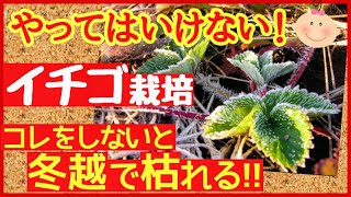 【失敗させない！イチゴ栽培】冬越しの成功率を格段にアップする最強の秘策♪おいしい実を収穫する冬の管理方法～初心者・家庭菜園～