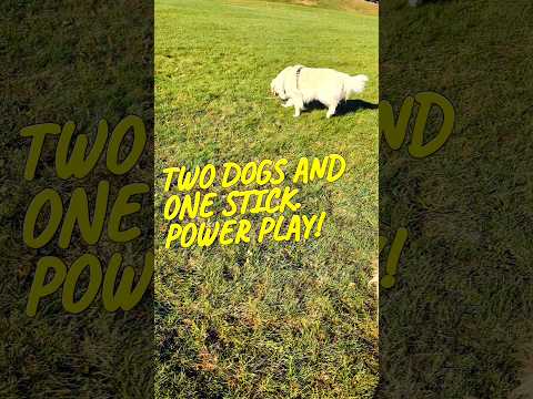 Two dogs and one stick. The power play! #dogs #goldenretriever #shorts