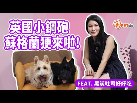 英國小鋼砲 蘇格蘭㹴來啦！ Feat.黑炭吐司好好吃【寵物知識+】｜#哈寵PETube 第238集