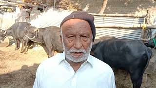 visit Haideri Buffalo farm At Mathani /vip Buffalo breeding