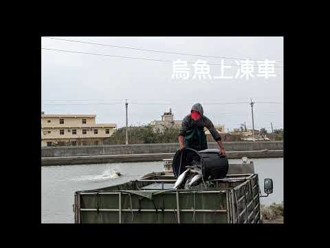 鑫溶水產X海岸鮮物  我與烏魚子有個約會